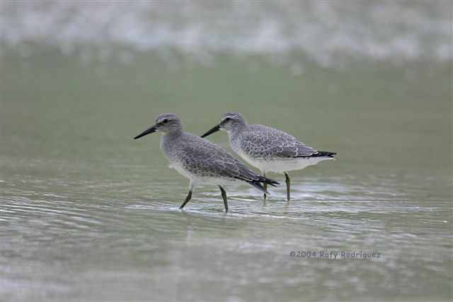 Red Knot