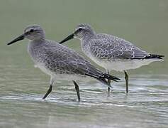 Red Knot