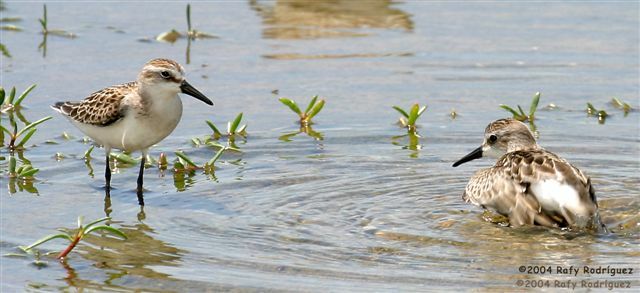 Semipalmated Sandpiper