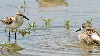 Semipalmated Sandpiper