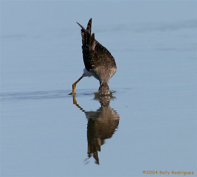 Short-billed Dowitcher