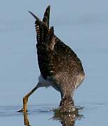 Short-billed Dowitcher