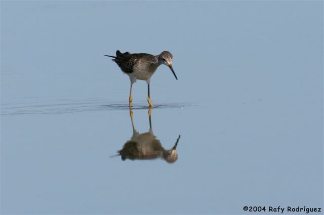 Lesser Yellowlegs