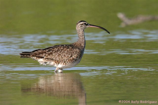 Eurasian Whimbrel