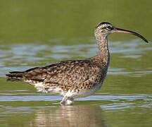 Eurasian Whimbrel