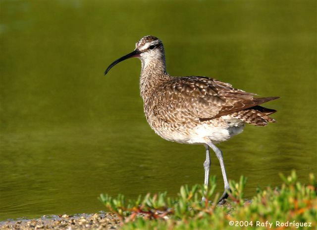 Eurasian Whimbrel