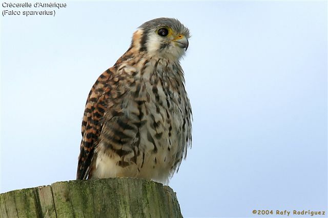 American Kestrel