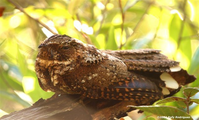 Puerto Rican Nightjar