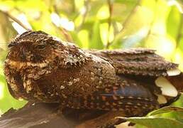 Puerto Rican Nightjar