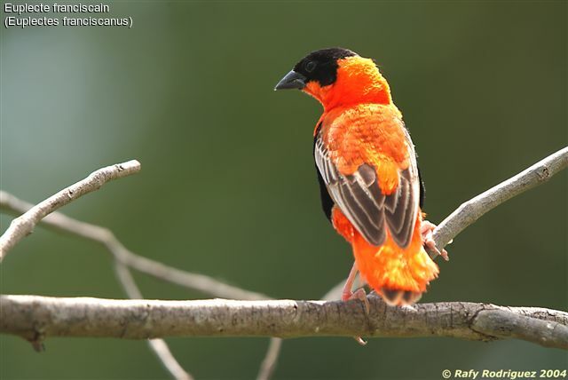 Northern Red Bishop