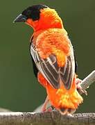 Northern Red Bishop