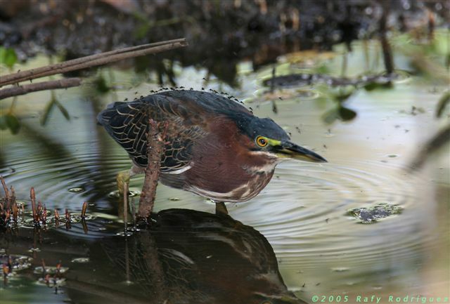 Green Heron