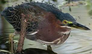 Green Heron