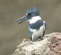 Belted Kingfisher