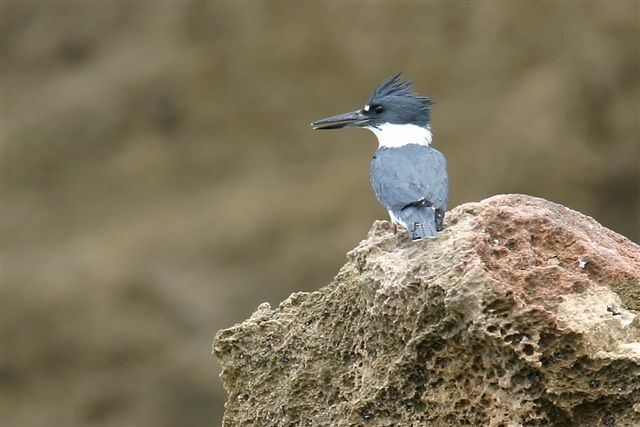 Belted Kingfisher