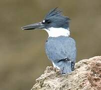 Belted Kingfisher