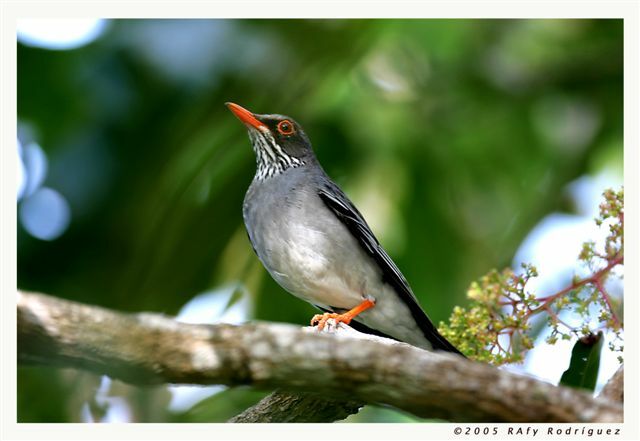 Plumbeous-backed Thrush