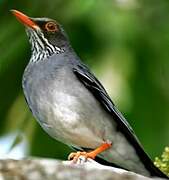 Plumbeous-backed Thrush