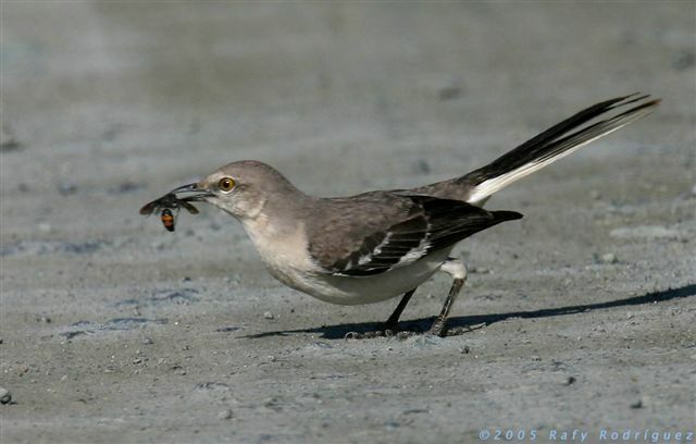 Northern Mockingbird