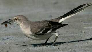 Northern Mockingbird