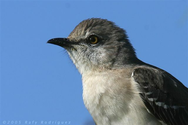 Northern Mockingbird