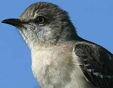 Northern Mockingbird