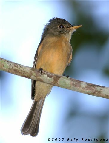 Lesser Antillean Pewee