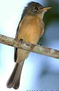 Lesser Antillean Pewee