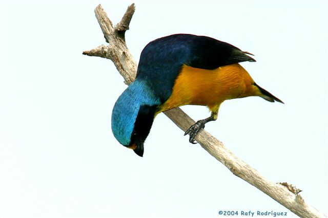 Hispaniolan Euphonia