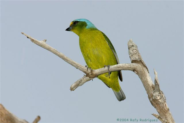 Hispaniolan Euphonia