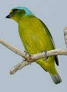 Antillean Euphonia