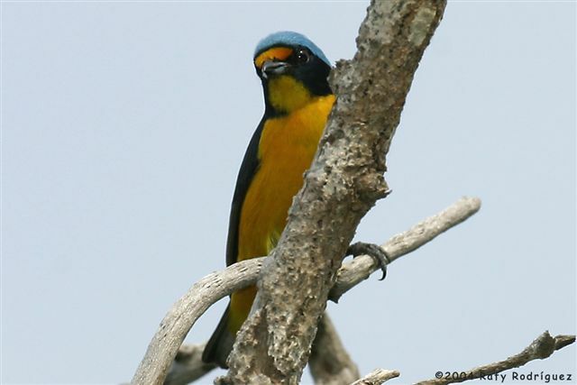 Hispaniolan Euphonia