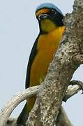 Antillean Euphonia