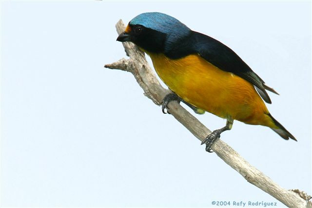 Hispaniolan Euphonia