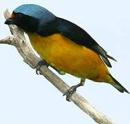 Antillean Euphonia