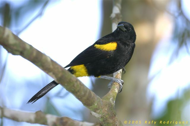 Hispaniolan Oriole