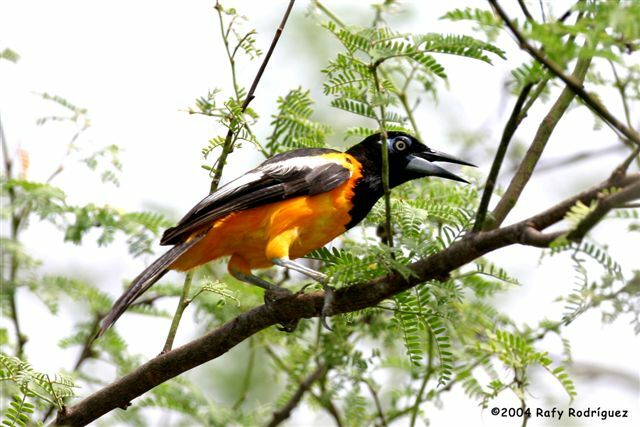 Oriole troupiale