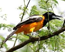 Venezuelan Troupial