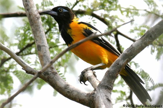 Oriole troupiale