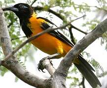 Venezuelan Troupial