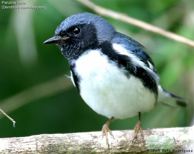 Paruline bleue