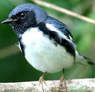 Black-throated Blue Warbler