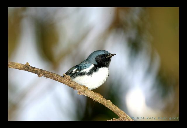 Paruline bleue