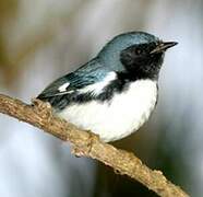 Black-throated Blue Warbler