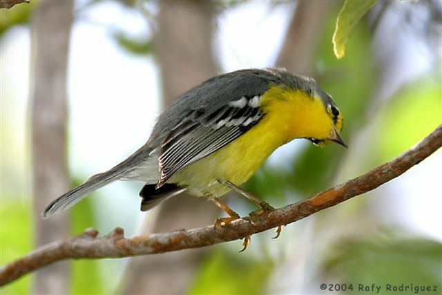 Adelaide's Warbler