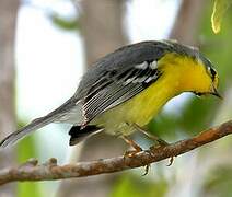 Adelaide's Warbler