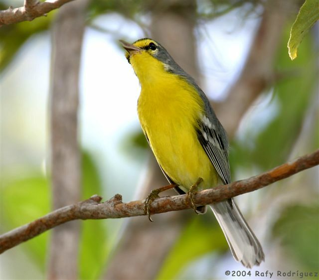 Adelaide's Warbler