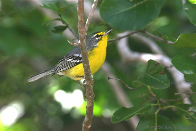 Adelaide's Warbler