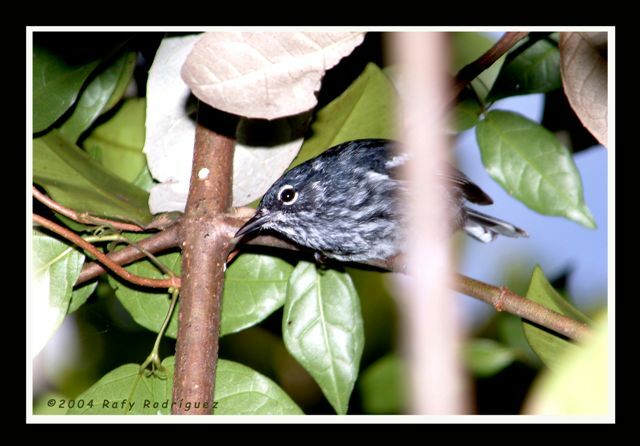 Elfin Woods Warbler