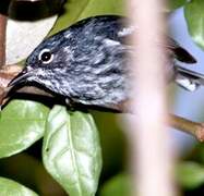 Elfin Woods Warbler